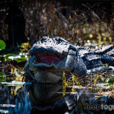 Stephen C Foster State Park & Suwannee River Eco-Lodge