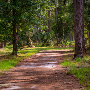 Sea Pines Forest Preserve