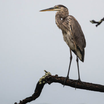 Pinckney Island National Wildlife Refuge