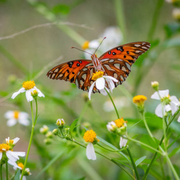 Audubon Newhall Preserve