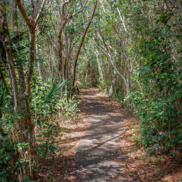 Everglades National Park – Pinelands