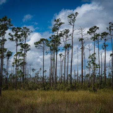 Everglades National Park – Long Pine Key