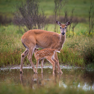 Shenandoah National Park – Big Meadows