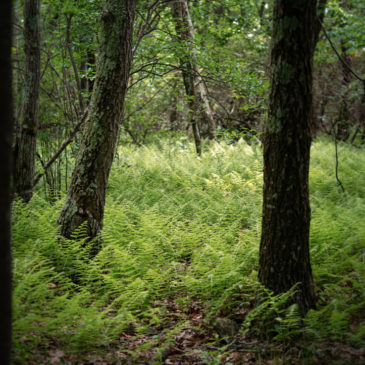 Shenandoah National Park – Stony Man